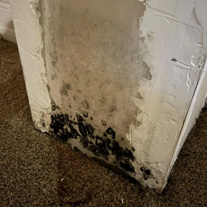 Professional Mold Removal in Crisfield, MD